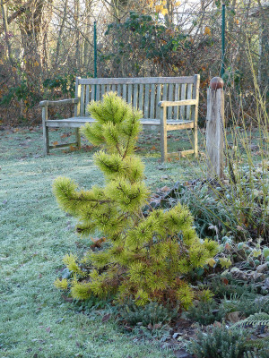 2021-11-28 Gartenimpressionen 22.jpg