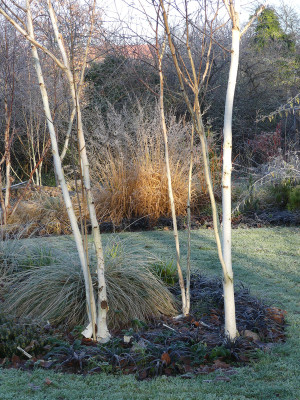 2021-11-28 Gartenimpressionen 24.jpg