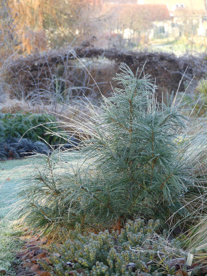 2021-11-28 Gartenimpressionen 27.jpg