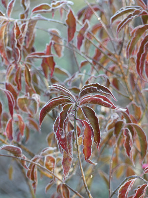 2021-11-28 Gartenimpressionen 32.jpg