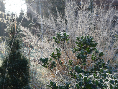 2021-11-28 Gartenimpressionen 39.jpg