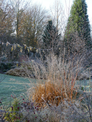 2021-11-28 Gartenimpressionen 43.jpg