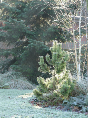 2021-11-28 Gartenimpressionen 44.jpg