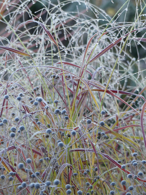 2021-11-28 Gartenimpressionen 47.jpg