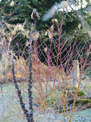 2021-11-28 Gartenimpressionen 48.jpg
