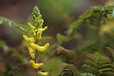 Corydalis-cheil-Feb2708.jpg