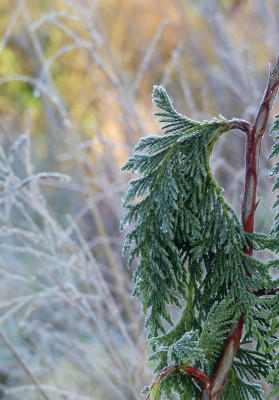 2021-11-28 Gartenimpressionen 49.jpg