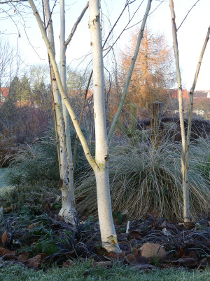 2021-11-28 Betula 'Grayswood Ghost'.jpg