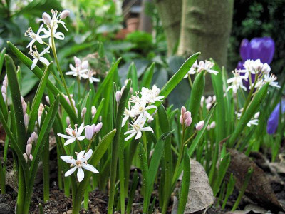 P_IMG_7590_Scilla_bifolia_Rosea.jpg