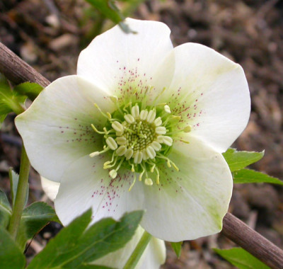 Helleborus_wei_dots_27.2.08.jpg