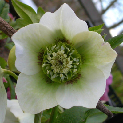 Helleborus_wei_grune_anemone_dots_27.2.08.jpg