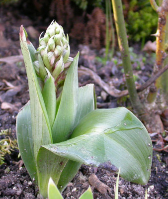 Ophrys_27.2.08.jpg