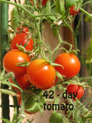 42-day-tomato.jpg