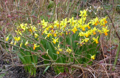 Narcissus_Jetfire_27.2.08.jpg