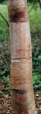 Betula_forrestii_x_albosinensis.jpg