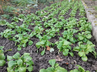 Feldsalat gepflanzt 2021127.jpg