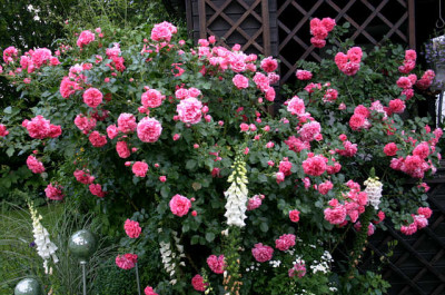 Rosarium_Uetersen307a.jpg
