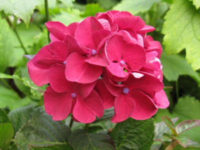 i12 Hydrangea macrophylla Merveille Sanguine.JPG