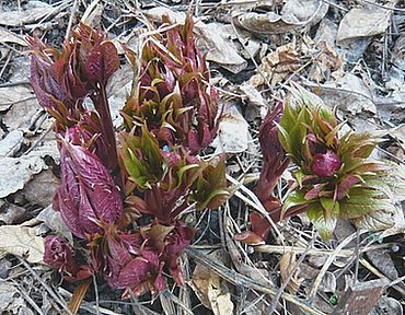 Paeonia_mairei_fars_2008.jpg