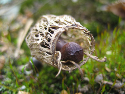 Podophyllum_hexandrum_9454.jpg