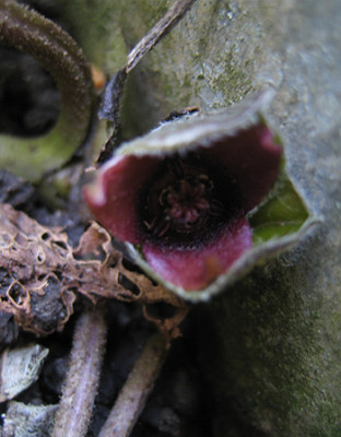 Asarum_europaeum_9456.jpg
