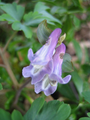 Corydalis_cava_9447.jpg