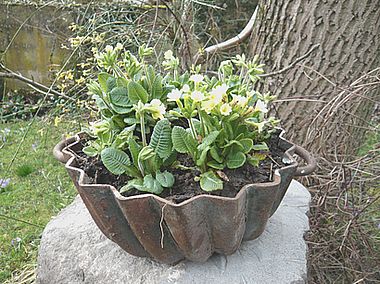 Kuchenform_bepflanzt_fars_2008.jpg
