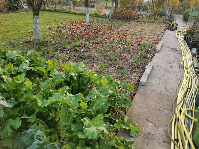 Kohl 20211106.jpg