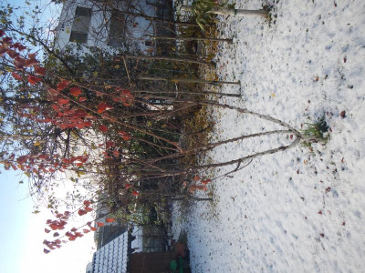 DSCN9460.JPG