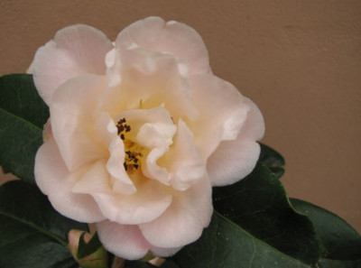 27.02.08_8334_Camellia_Golden_Glow_90.JPG