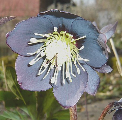 Helleborus_schieferblau_fars_2008.jpg