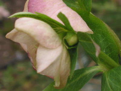 Hel_Gartenlady_apricot_2.jpg