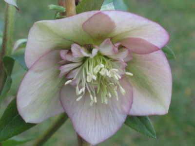 Anemone__1__Feb_08.jpg