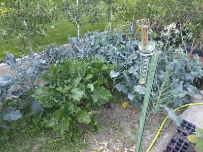 Spigariello 210601.jpg