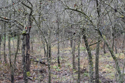 Obstgarten Schüle Weilimdorf 006.JPG