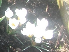 krokusse_hell_detail1.JPG