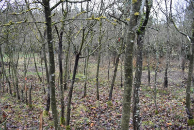 Obstgarten Schüle Weilimdorf 014.JPG