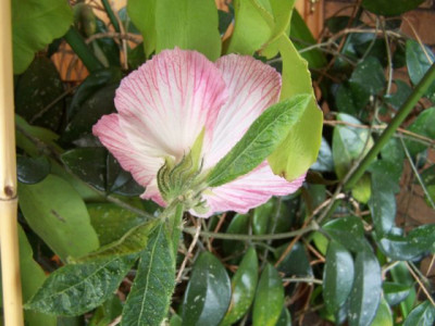 100_0948_Hibiscus_heterophyllus_aussen__640.jpg