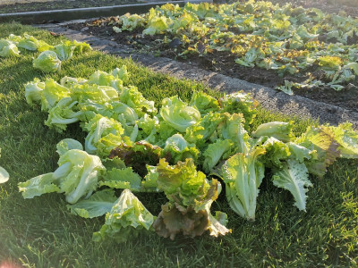 Salat Ernte 20211205.jpg