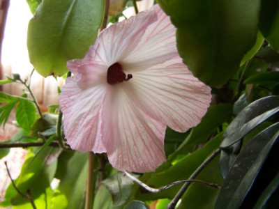 100_0949_Hibiscus_heterophyllus_innen__640.jpg