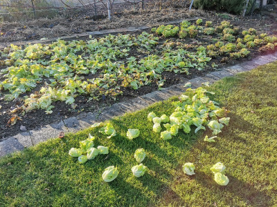 Salat 20211205.jpg