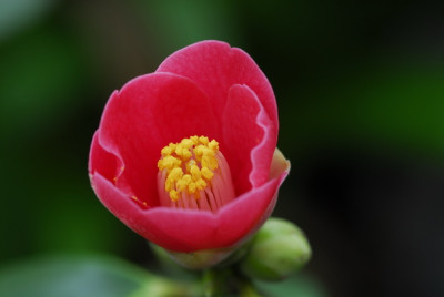 Camellia_jap_hozanensis_0323_resize.JPG