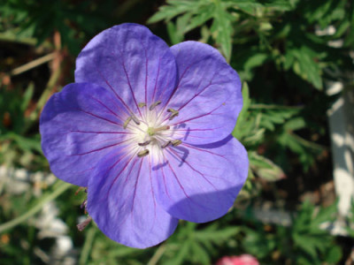 DSC00345.jpg