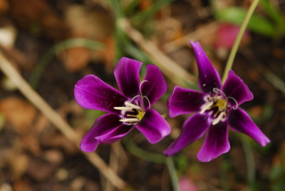 Sparaxis_grandiflora_0314_resize.JPG