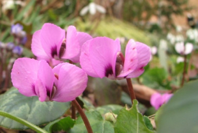 27.02.09_8335_Cyclamen_coum_fur_Nihlan_80.JPG