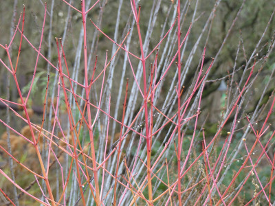 2021-12-05 Cornus 'Midwinter Fire' 2.jpg
