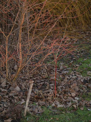 cornus_midwinter_beauty_auslauefer_2007.jpg