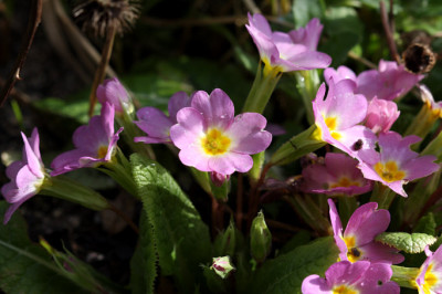 St_Primel280208.jpg