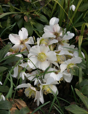 IMG_3394_eHelleborus_niger_Fusine.JPG