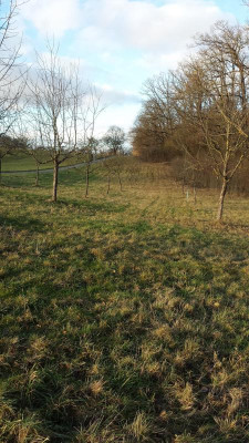 Greutterwald 007.jpg